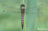 Gewone oeverlibel (Orthetrum cancellatum)