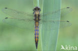 Black-tailed Skimmer (Orthetrum cancellatum)