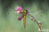 Black-tailed Skimmer (Orthetrum cancellatum)