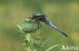 Black-tailed Skimmer (Orthetrum cancellatum)