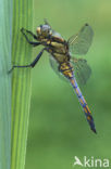 Black-tailed Skimmer (Orthetrum cancellatum)