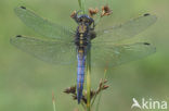 Black-tailed Skimmer (Orthetrum cancellatum)