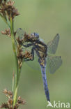 Black-tailed Skimmer (Orthetrum cancellatum)