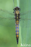 Black-tailed Skimmer (Orthetrum cancellatum)