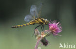 Black-tailed Skimmer (Orthetrum cancellatum)