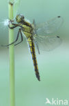 Black-tailed Skimmer (Orthetrum cancellatum)