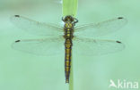 Black-tailed Skimmer (Orthetrum cancellatum)