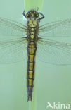 Black-tailed Skimmer (Orthetrum cancellatum)