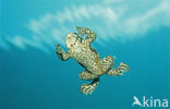 Gewone pad (Bufo bufo)