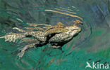 Gewone pad (Bufo bufo)