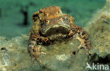 Gewone pad (Bufo bufo)