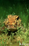 Gewone pad (Bufo bufo)
