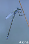 Emerald Damselfly (Lestes sponsa)