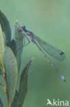 Gewone pantserjuffer (Lestes sponsa)