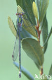 Gewone pantserjuffer (Lestes sponsa)