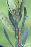 Emerald Damselfly (Lestes sponsa)