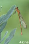 Gewone pantserjuffer (Lestes sponsa)