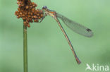 Emerald Damselfly (Lestes sponsa)