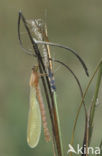 Emerald Damselfly (Lestes sponsa)