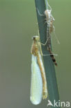 Gewone pantserjuffer (Lestes sponsa)