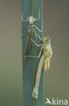 Emerald Damselfly (Lestes sponsa)