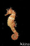 Gewoon Zeepaardje (Hippocampus guttulatus)