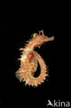 Gewoon Zeepaardje (Hippocampus guttulatus)