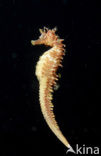 Gewoon Zeepaardje (Hippocampus guttulatus)