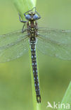 Hairy Dragonfly (Brachytron pratense)