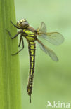 Hairy Dragonfly (Brachytron pratense)