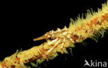 Gorgonian Crab (Xenocarcinus tuberculatus)