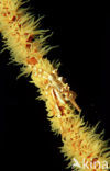 Gorgonian Crab (Xenocarcinus tuberculatus)