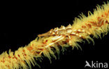 Gorgonian Crab (Xenocarcinus tuberculatus)