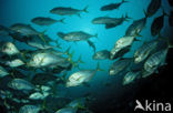 Golden trevally (Gnathanodon speciosus)