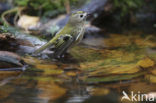 Goldcrest (Regulus regulus)