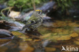 Goldcrest (Regulus regulus)