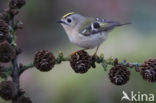 Goldcrest (Regulus regulus)