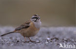 Rock bunting (Emberiza cia)