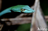 Oriental whip snake (Ahaetulla prasina)