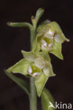 Groene wespenorchis (Epipactis phyllanthes)