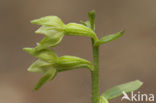 Groene wespenorchis (Epipactis phyllanthes)
