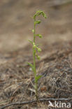 Green-Flowered Heleborine (Epipactis phyllanthes)