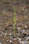 Green-Flowered Heleborine (Epipactis phyllanthes)