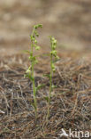 Green-Flowered Heleborine (Epipactis phyllanthes)