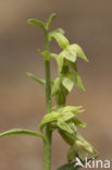 Groene wespenorchis (Epipactis phyllanthes)
