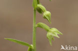 Groene wespenorchis (Epipactis phyllanthes)