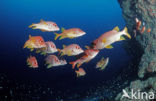 Giant squirrelfish (Sargocentron spiniferum)