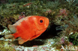 Cressent-tail bigeye (Priacanthus hamrur)