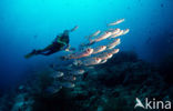 Cressent-tail bigeye (Priacanthus hamrur)