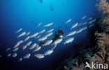 Cressent-tail bigeye (Priacanthus hamrur)